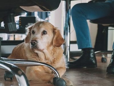 Reasons Why Dog Sits Under Chair