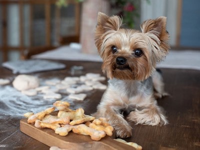 Dog With Treats