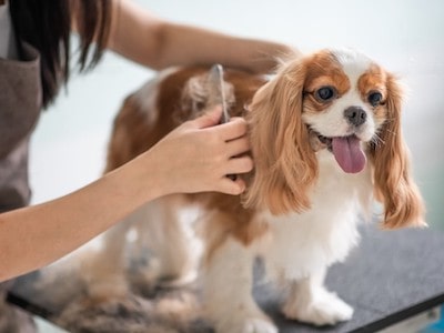 Removing Sap from Dog Fur