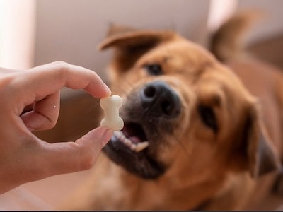 Dog having treat