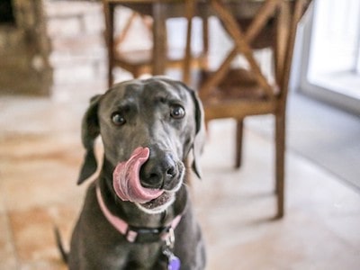 Dog Licks Licdocaine Dog Licks Licdocaine