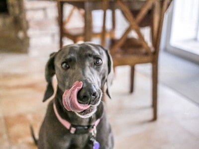 Dog Licks Licdocaine