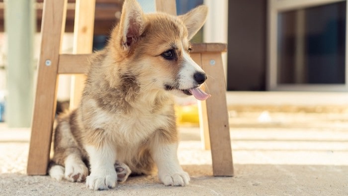 Dog Sitting Under Chair