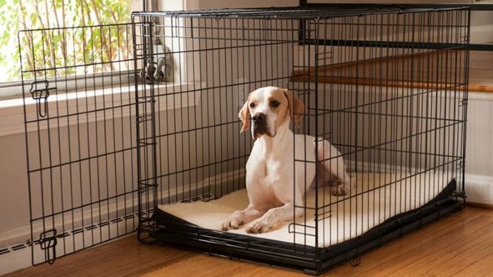 Dog Crate Size