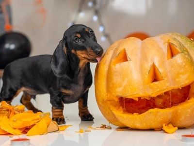 Dog Eating Pumpkin