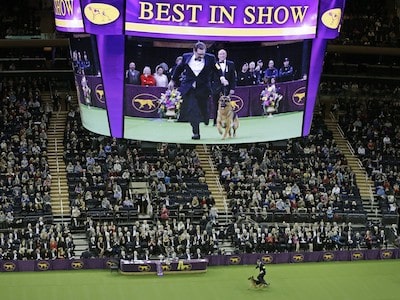 Westminster Dog Show