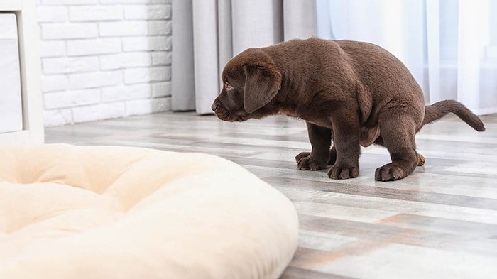 Dog Poops on the Floor Dog Poops on the Floor
