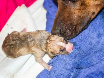 Dog giving natural birth