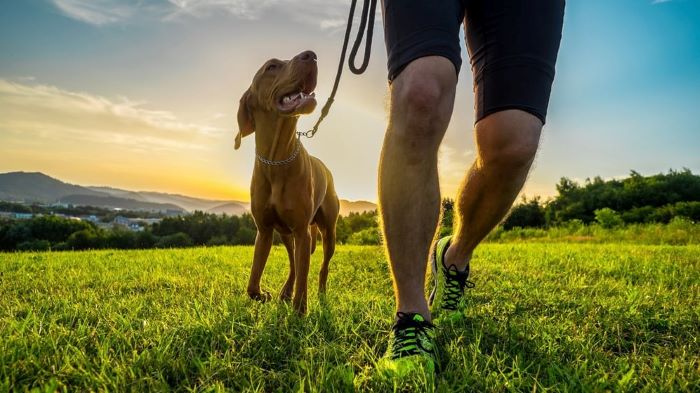 Lack of Normal Nervous System in Dogs