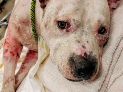 Pitbull dog got injured during dog fighting
