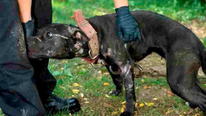 A dog that is used to test another dog's fighting instinct