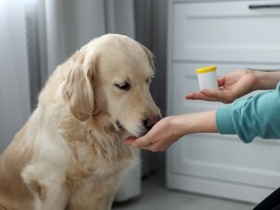 Aspirin can be helpful for dogs with heart disease or risk of stroke