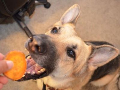 Carbohydrates can fuel your dog’s brain and muscles