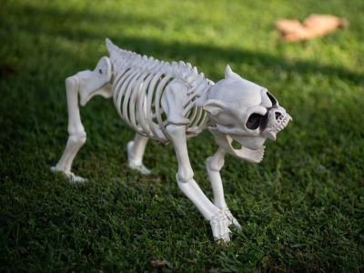 Bulldog Skeleton
