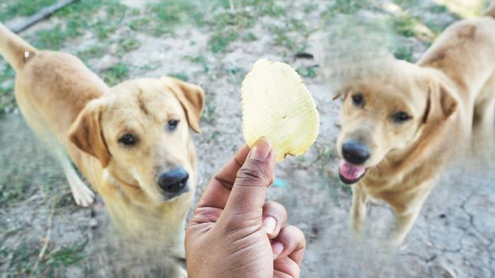 Dogs Eating Salty Chips