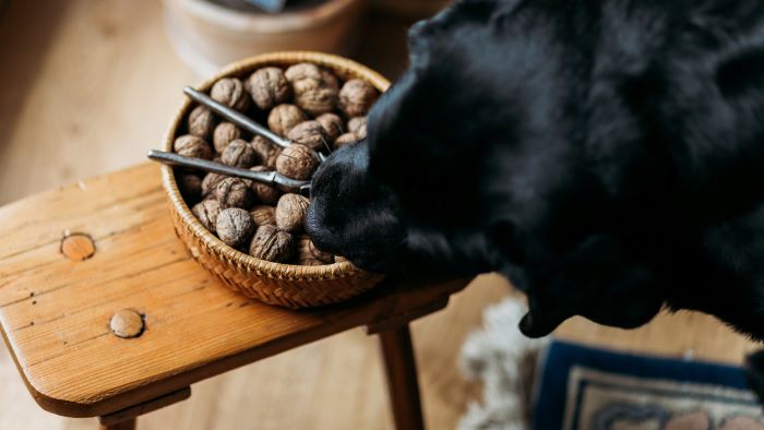 What to do my dog Ate macadamia nuts