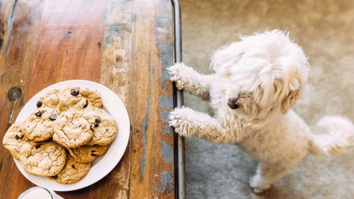 Dog ate Chocolate Chip Cookies