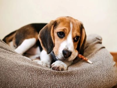 Damage the teeth and gums of your dog Damage the teeth and gums of your dog