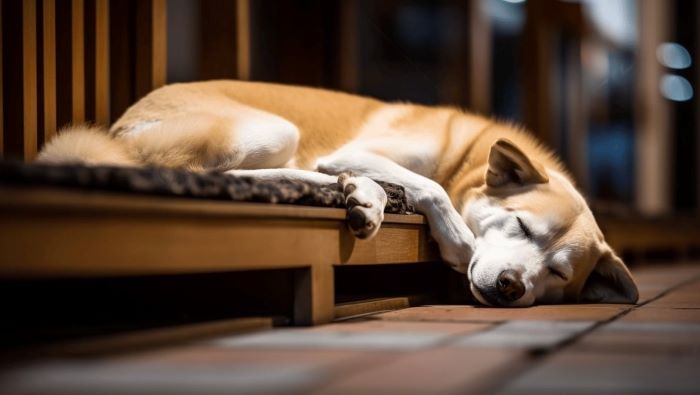 Sudden Change in Dog's Sleeping Habits