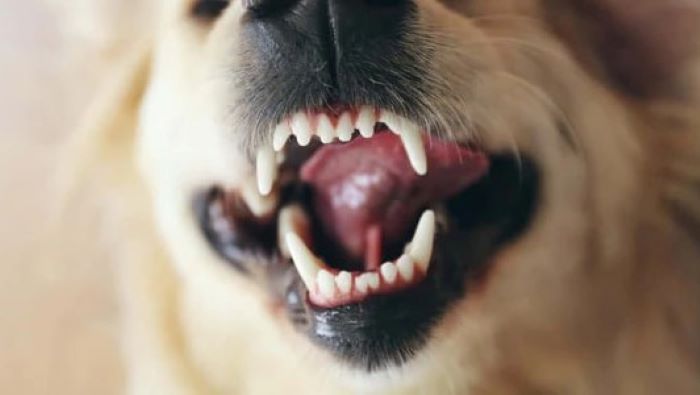 Types Of Dog teeth