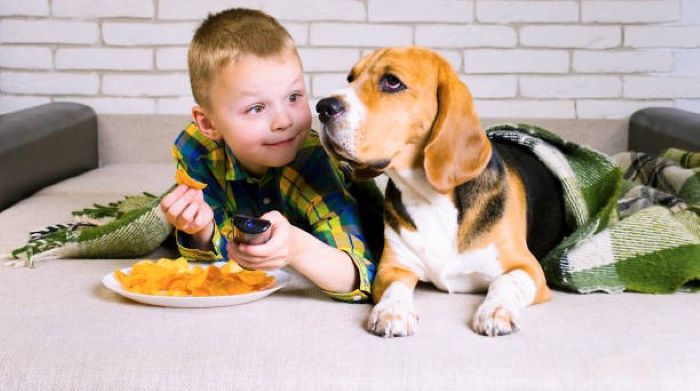 Chips are toxic for dogs