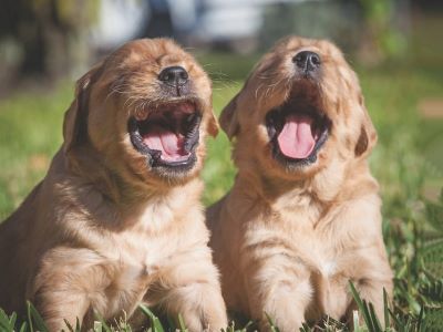 Vocalizing Through Crying, Yelping, or Howling