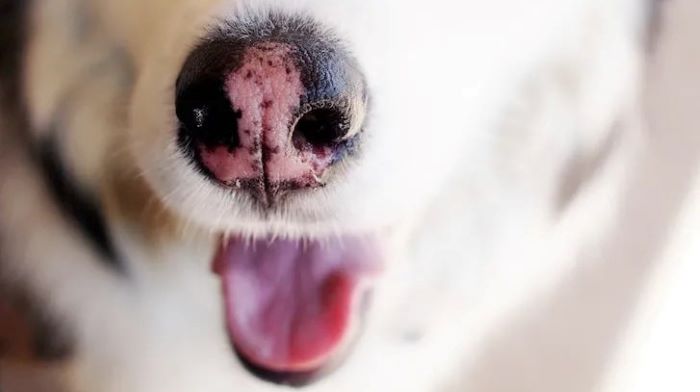 Dogs Pink Nose