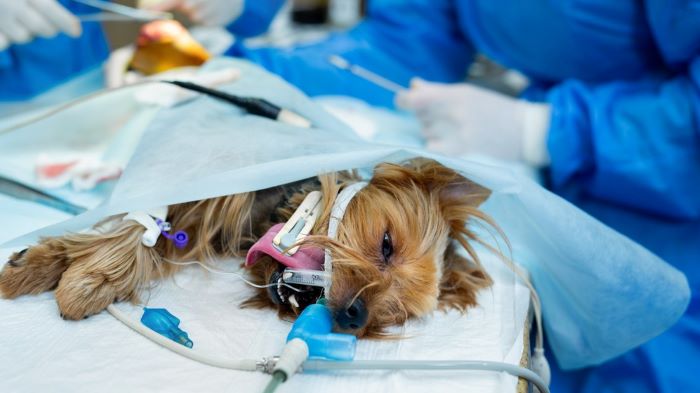 Anesthesia helps dogs to cope with painful and stressful procedures 