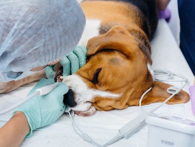 How long does anesthesia lasts in dogs after  dental cleaning