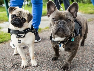 Brachycephalic Breeds Such as Pugs or Bulldogs