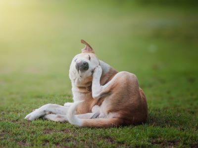 Gnats are attracted to dogs wet areas 