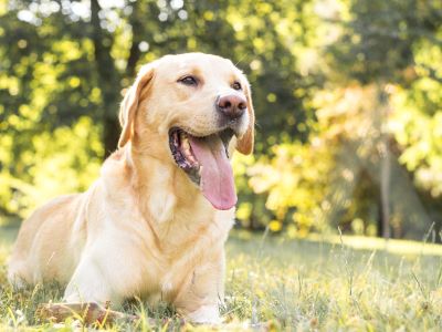 Dogs Are Born with Pink Nose