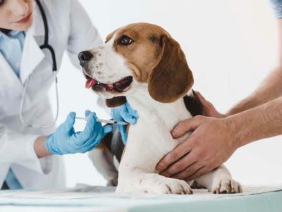 Benefits of hormonal stimulation for dog's testicle drop