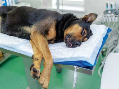 Dogs' recovery from the effect of drugs