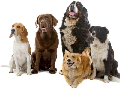 Bones vary among dog breeds