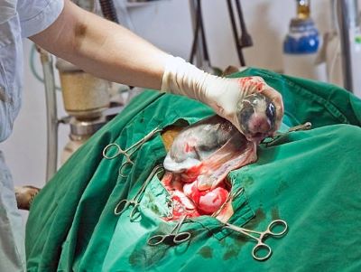 The average cost of a dog C-Section surgery 