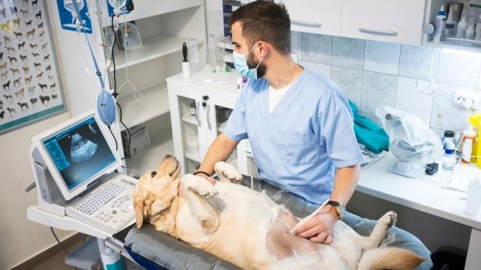 Emergency C-Section for dogs