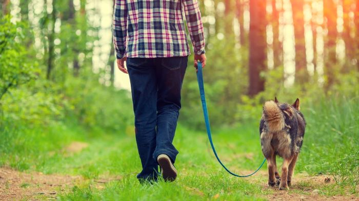 Dogs recovery after neutering