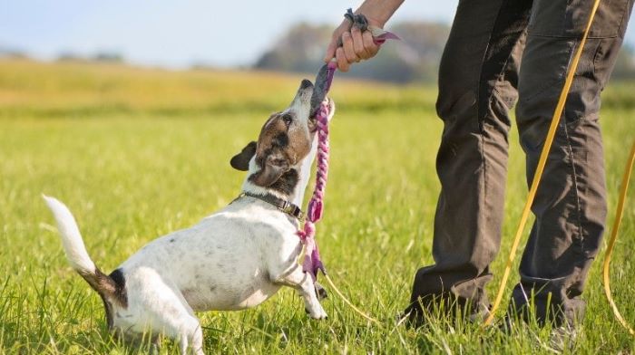 Signs of a sexually excited dog