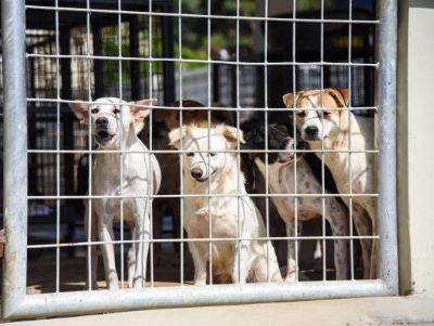 Bait dogs kept in cages, chains, or dark places

