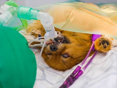 Planned C-Section for dogs