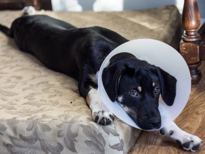 Wear E-collar to your dog