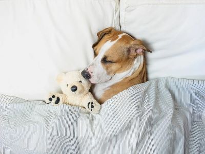 Comfortable Bedding for Your Dog
