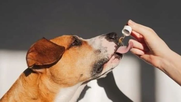 Fish Oil Almost Killed a Dog