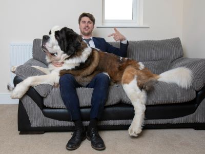 Saint Bernards Sitting on Lap