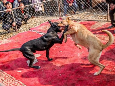 Underground and secretive nature of dog fighting and baiting