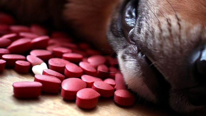 What to do if dogs eat naproxen