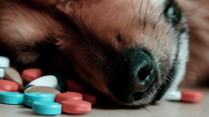 Can a dog recover from naproxen poisoning