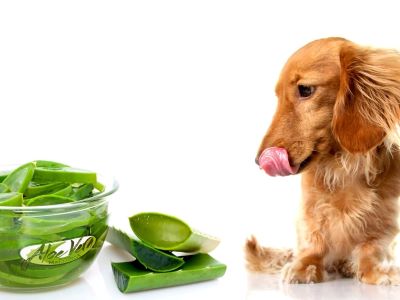 Aloe vera reduce inflammation, itching, and pain caused by allergic reactions in dogs