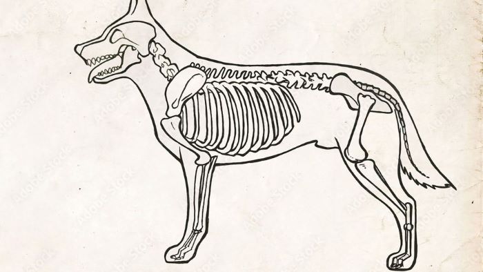 Dogs organs, muscles, and joints are supported by their bones